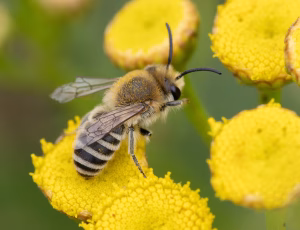 Sandsilkebi - Colletes fodiens - Han, , Fotograf Claus Bach.