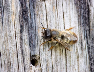 Rød murerbi - Osmia bicornis - Hun, , Fotograf Claus Bach.