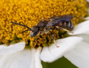 Moskussmalbi - Lasioglossum calceatum - Han, , Fotograf Claus Bach.