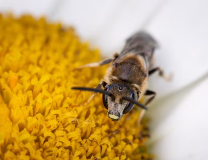 Moskussmalbi - Lasioglossum calceatum - Han, , Fotograf Claus Bach.