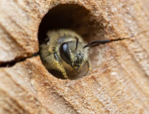 Vægsilkebi - Colletes daviesanus - Hun, , Fotograf Claus Bach.