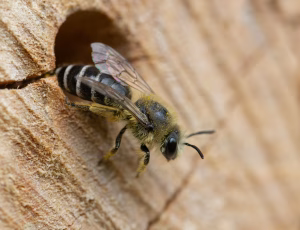Vægsilkebi - Colletes daviesanus - Hun, , Fotograf Claus Bach.