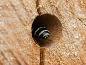 Vægsilkebi - Colletes daviesanus - Hun, , Fotograf Claus Bach.