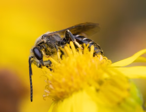Moskussmalbi - Lasioglossum calceatum - Han, , Fotograf Claus Bach.