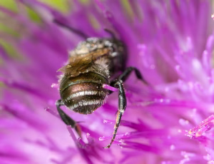 Blå murerbi - Osmia caerulescens - Han, , Fotograf Claus Bach.