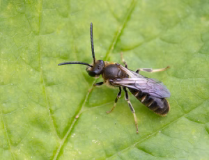 Moskussmalbi - Lasioglossum calceatum - Han, , Fotograf Claus Bach.