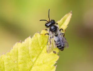 Tandet jordbi - Andrena denticulata - Han, , Fotograf Claus Bach.