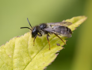 Tandet jordbi - Andrena denticulata - Han, , Fotograf Claus Bach.
