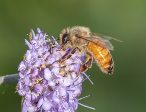 Honningbi - Apis mellifera, , Fotograf Claus Bach.