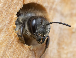 Gederamsbladskærerbi - Megachile lapponica - Hun, , Fotograf Claus Bach.