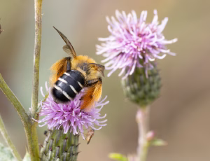 Pragtbuksebi - Dasypoda hirtipes - Hun, , Fotograf Claus Bach.
