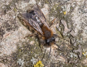 , , Fotograf Claus Bach.