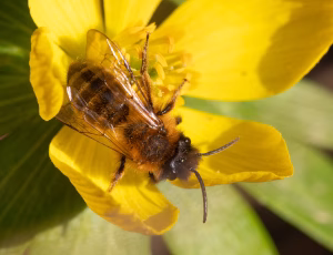 Sortbrun jordbi - Andrena nigroaenea - Han, , Fotograf Claus Bach.