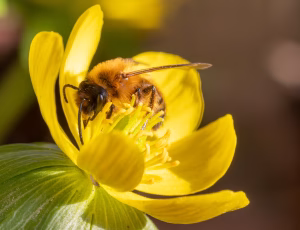 Sortbrun jordbi - Andrena nigroaenea - Han, , Fotograf Claus Bach.