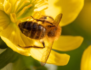 Sortbrun jordbi - Andrena nigroaenea - Han, , Fotograf Claus Bach.
