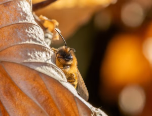 Sortbrun jordbi - Andrena nigroaenea - Han, , Fotograf Claus Bach.