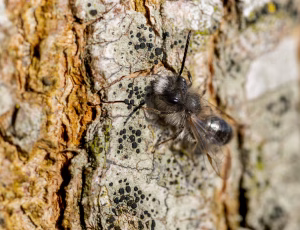 Forårsjordbi - Andrena praecox - Han, , Fotograf Claus Bach.
