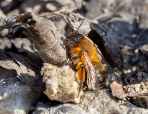 Sortbrun jordbi - Andrena nigroaenea - Hun, , Fotograf Claus Bach.