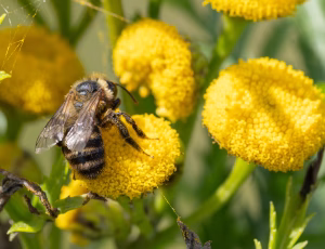 Mørk sommerjordbi - Andrena nigriceps - Hun, , Fotograf Claus Bach.