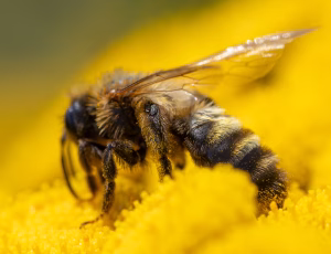 Mørk sommerjordbi - Andrena nigriceps - Hun, , Fotograf Claus Bach.