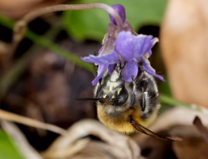 Forårsvægbi - Anthophora plumipes - Han, , Fotograf Claus Bach.