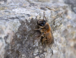 Forårsjordbi - Andrena praecox - Hun, , Fotograf Claus Bach.