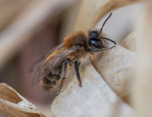 Forårsjordbi - Andrena praecox - Hun, , Fotograf Claus Bach.