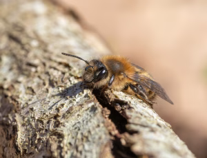 Stor pilejordbi - Andrena apicata - Hun, , Fotograf Claus Bach.