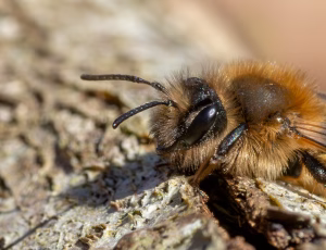 Stor pilejordbi - Andrena apicata - Hun, , Fotograf Claus Bach.