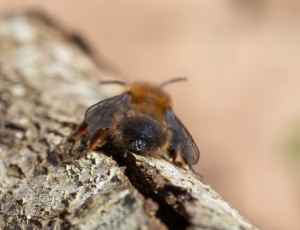Stor pilejordbi - Andrena apicata - Hun, , Fotograf Claus Bach.