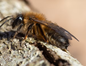 Stor pilejordbi - Andrena apicata - Hun, , Fotograf Claus Bach.