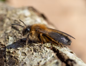 Stor pilejordbi - Andrena apicata - Hun, , Fotograf Claus Bach.