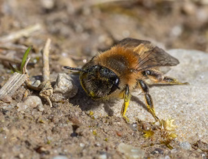 Stor pilejordbi - Andrena apicata - Hun, , Fotograf Claus Bach.