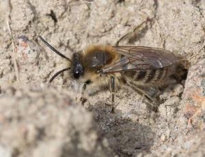 Vårsilkebi - Colletes cunicularius - Han, , Fotograf Claus Bach.