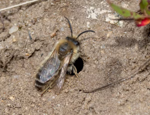 Vårsilkebi - Colletes cunicularius - Han, , Fotograf Claus Bach.