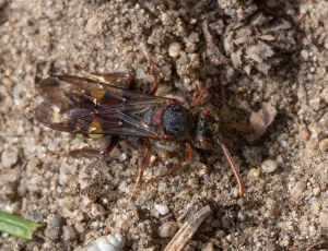 Tidlig hvepsebi - Nomada leucophthalma - Hun, , Fotograf Claus Bach.