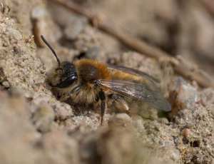 Forårsjordbi - Andrena praecox - Hun, , Fotograf Claus Bach.