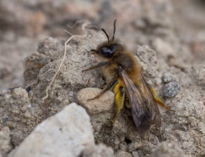 Stor pilejordbi - Andrena apicata - Hun, , Fotograf Claus Bach.