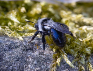 Sorthvid jordbi - Andrena cineraria - Hun, , Fotograf Claus Bach.