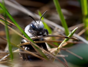 Sorthvid jordbi - Andrena cineraria - Hun, , Fotograf Claus Bach.
