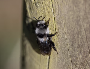 Sorthvid jordbi - Andrena cineraria - Hun, , Fotograf Claus Bach.