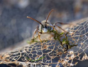 Forårshvepsebi - Nomada ferruginata- Han, , Fotograf Claus Bach.