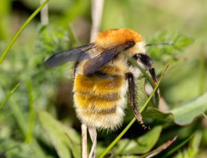 Moshumle - Bombus muscorum, , Fotograf Claus Bach.