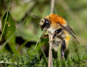 Moshumle - Bombus muscorum, , Fotograf Claus Bach.