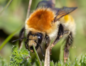 Moshumle - Bombus muscorum, , Fotograf Claus Bach.