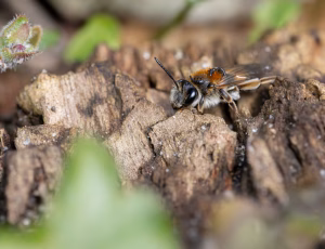 Æblejordbi - Andrena helvola - Hun, , Fotograf Claus Bach.