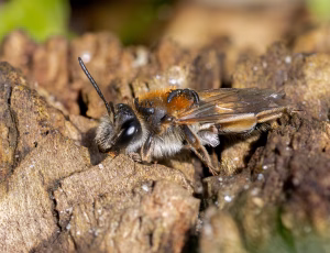 Æblejordbi - Andrena helvola - Hun, , Fotograf Claus Bach.