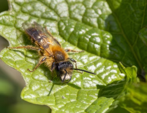 Rødpelset jordbi - Andrena fulva - Han, , Fotograf Claus Bach.