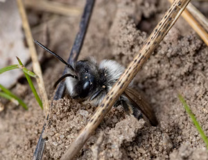 Hvidbrystet jordbi - Andrena vaga - Han, , Fotograf Claus Bach.