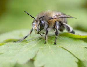 Forårsvægbi - Anthophora plumipes - Han, , Fotograf Claus Bach.